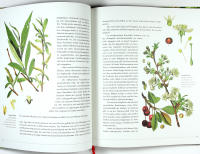 DIE SANFTE MEDIZIN DER B&Auml;UME &ndash; Gesund leben mit altem und neuem Wissen