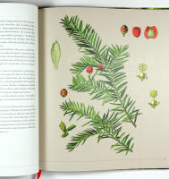 DIE SANFTE MEDIZIN DER B&Auml;UME &ndash; Gesund leben mit altem und neuem Wissen