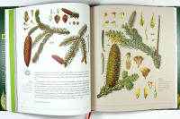 DIE SANFTE MEDIZIN DER B&Auml;UME &ndash; Gesund leben mit altem und neuem Wissen