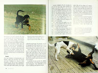 ROTTWEILERN &ndash; En utm&auml;rkt brukshund