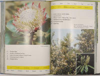 MADEIRA &ndash; PLANTS AND FLOWERS, FLORES, FLEURS, BLUMEN, BLOMSTER, BLOMMOR 