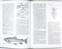 FISKELEXIKON fr&aring;n A till &Ouml;