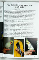 LIVING WITH PARROTS OF DIFFERENT SIZES