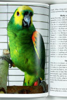 LIVING WITH PARROTS OF DIFFERENT SIZES