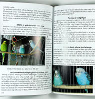 LIVING WITH PARROTS OF DIFFERENT SIZES