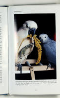 African Grey PARROTS