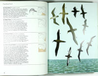 The BIRDS of AUSTRALIA &ndash; A book of identification &ndash; 758 Birds in Colour
