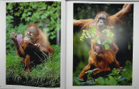 En hyllning till APORNA