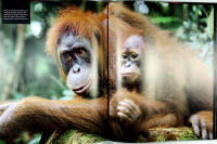 REGNSKOG &ndash; En fotografisk resa &ndash; Med CD