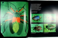 REGNSKOG &ndash; En fotografisk resa &ndash; Med CD