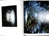 BEANE &ndash; FLOWER