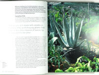 ARCHITECTURAL PLANTS