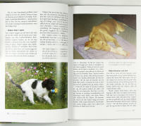 LYCKAS MED HUNDEN &ndash; V&auml;gen till ett framg&aring;ngsrikt f&ouml;rsta &aring;r