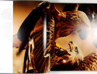 ETT VILDARE LIV &ndash; En bok om det vildas &aring;terkomst