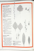 L&Ouml;VTR&Auml;D OCH BUSKAR &ndash; En v&auml;xtatlas &ouml;ver alla de l&ouml;vtr&auml;d och buskar som finns att f&aring; i Sverige med deras egenskaper och krav p&aring; v&auml;xtbetingelser