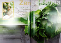 ROUWARRANGEMENTEN &ndash; Funeral Flowers (Kistdekorationer / Kistblommor)