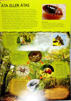 3D-utforskaren &ndash; INSEKTER &ndash; En resa till de sm&aring; djurens v&auml;rld