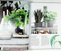 INRED MED GR&Ouml;NA V&Auml;XTER &ndash; Skapa vackra milj&ouml;er &ndash; R&auml;tt sort f&ouml;r varje rum