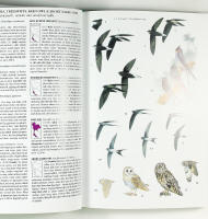 BIRDS of THAILAND &ndash; A Field Guide with Thai Plate Labels and Index