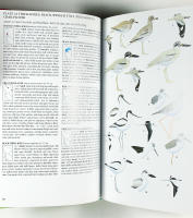 BIRDS of THAILAND &ndash; A Field Guide with Thai Plate Labels and Index