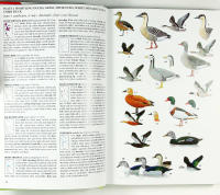 BIRDS of THAILAND &ndash; A Field Guide with Thai Plate Labels and Index