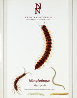 M&Aring;NGFOTINGAR / Myriapoda klotband