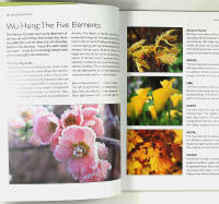 FENG SHUI FLOWERS &ndash; Bringing Health, Wealth and Happiness Into Your Home