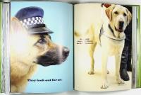 WHY DOGS ARE BETTER THAN CATS