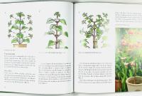 100 FUCHSIOR och hur du sk&ouml;ter dem