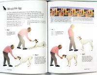 F&ouml;rsta VALPSKOLAN &ndash; Allt du beh&ouml;ver veta f&ouml;r att f&aring; en perfekt valp