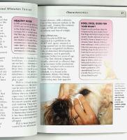 SOFT COATED WHEATEN TERRIER