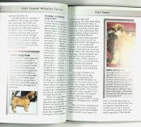 SOFT COATED WHEATEN TERRIER