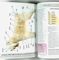 SOFT COATED WHEATEN TERRIER