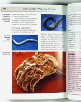 SOFT COATED WHEATEN TERRIER