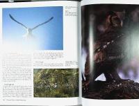 On the Trail of THE WILD &ndash; Encounters in the Southern African Bush