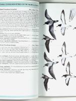 Albatrosses, Petrels and Shearwaters of the World