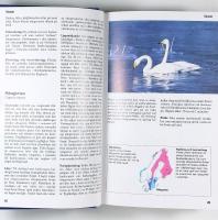 NORDENS F&Aring;GLAR