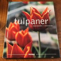 Tulpaner