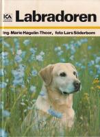 Labradoren