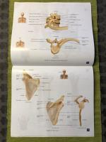 A Brief Atlas of the Human Skeleton, Surface Anatomy and Selected Medical I