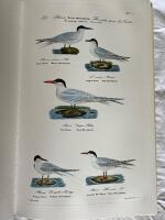 Skandinaviens - Danmarks, Sveriges, Norges, Islands och F&auml;r&ouml;arnas - f&aring;glar