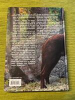 Hunden : anatomi och sjukdomar