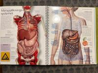 En resa genom kroppen