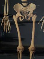 The Human Skeleton, A Photographic Manual in colour, Full Size,