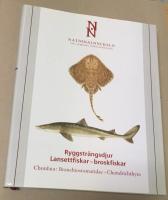 Ryggstr&auml;ngsdjur : lansettfiskar - broskfiskar. Chordata : branchiostomatidae - chondrichthyes