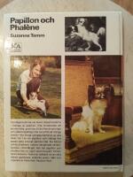 Papillon och phal&egrave;ne