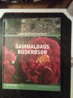 Gammaldags buskrosor