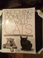 Sketching domestic & wild cats
