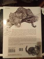 Sketching domestic & wild cats