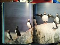 Audubon's f&aring;glar Audubons 